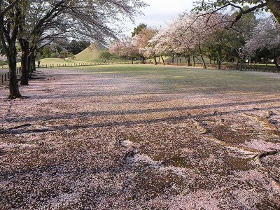 水前寺成趣園の桜