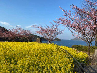 笠戸島の桜