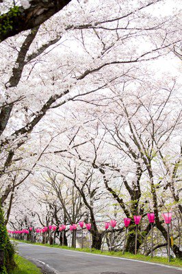 藤枝金比羅山・瀬戸川堤防の桜