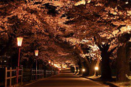満開の桜のトンネルになる桜坂