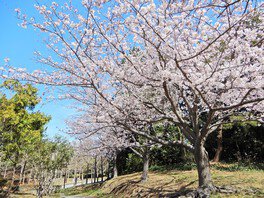 葛西臨海公園の桜