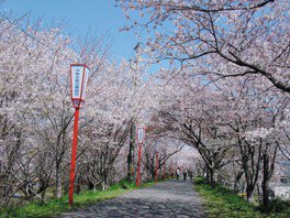 宮川堤の桜のライトアップ