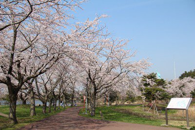 いちょう公園の桜