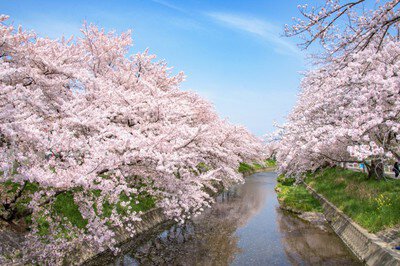 岩倉五条川の桜