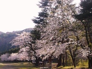 【桜・見ごろ】湯瀬渓谷　大地平