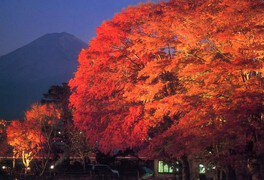 富士山と紅葉のコラボをライトアップで楽しむのも◎