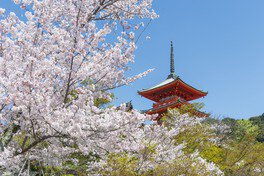 三重塔と山門、桜が織りなす絶景