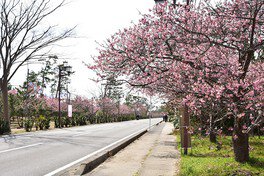 九十九里ビーチライン沿いのしらこ桜が春の訪れを告げる