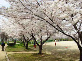 白鷺公園の桜