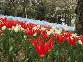 【花・見ごろ】火の山公園トルコチューリップ園