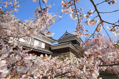 上田城跡公園の桜