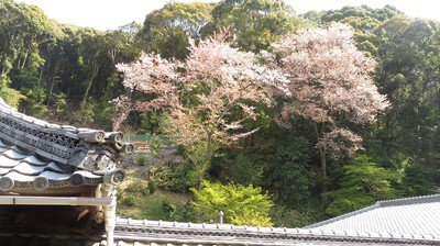 興聖寺の桜