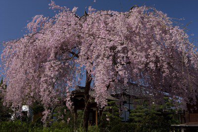 法金剛院の桜