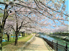 裏川沿いに植えられた桜が咲き誇る
