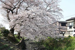 不老川沿いの桜