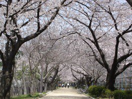 【桜・見ごろ】猪名川公園