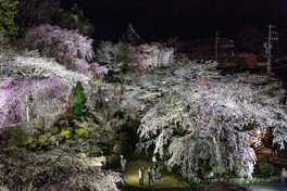 境内には70本のしだれ桜が植えられ、古いものは樹齢約200年にも達する