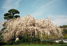 岡山いこいの村周辺の桜