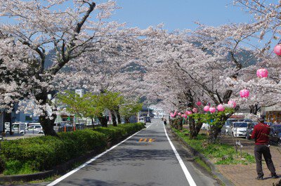 【桜・見ごろ】家山桜トンネル