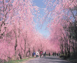 世羅甲山ふれあいの里　桜まつり