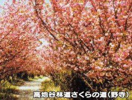 【桜・見ごろ】高地谷林道桜の道