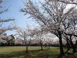 【桜・見ごろ】赤坂山公園