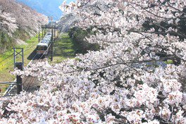 桜のトンネルを走る御殿場線は絶好の撮影スポットとなっている