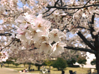 久宝寺緑地の桜