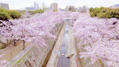 【桜・見ごろ】妙法寺川公園