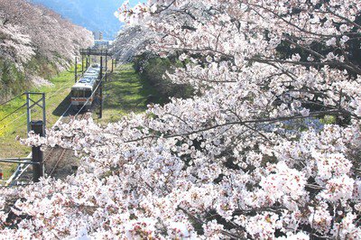 山北鉄道公園(御殿場線沿い桜並木の通り)の桜