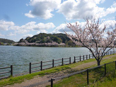 離湖公園の桜