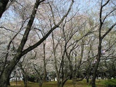 【桜・見ごろ】千葉公園