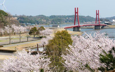 【桜・見ごろ】北潟湖畔