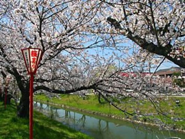 【桜・見ごろ】鹿島川の桜並木