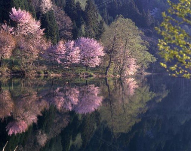 インスタ映え・恋（濃い）ピンクの桜咲く黄金の鐘伝説の中綱湖で花見クルーズ／新緑クルーズ