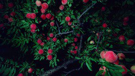 生と死の国の境に植えられていた桃の木をモチーフに、人間の運命について思考の深める新たなシリーズ