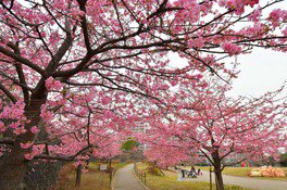 西ケ原みんなの公園の桜