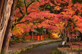 賀茂別雷神社(上賀茂神社)の紅葉