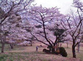 【桜・見ごろ】天母山公園
