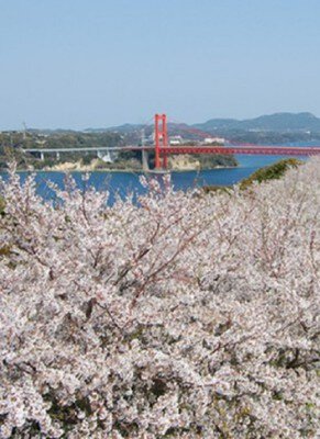 長崎県立田平公園の桜