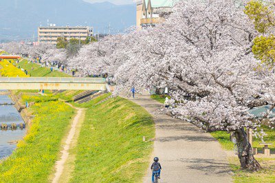 佐奈川堤の桜
