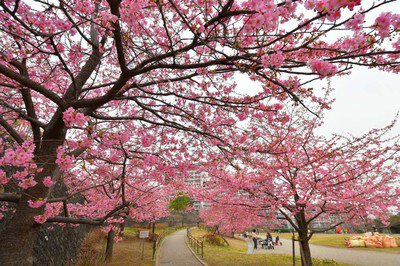 西ヶ原みんなの公園の桜