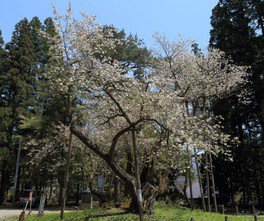 磐椅神社の大鹿桜は花の色が移り変わる