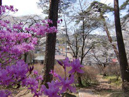飯田春の観光まつり「天龍峡花祭り」