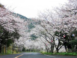 津峯神社桜まつり