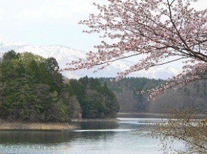 【桜・見ごろ】青木湖