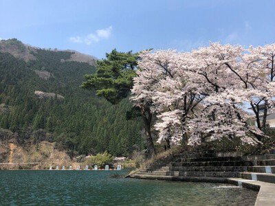 【桜・見ごろ】音水湖