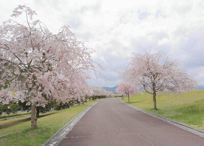 三段池公園の桜