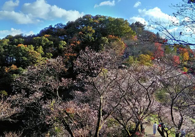 桜山公園の紅葉