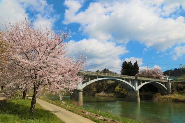 【桜・見ごろ】最上川河畔